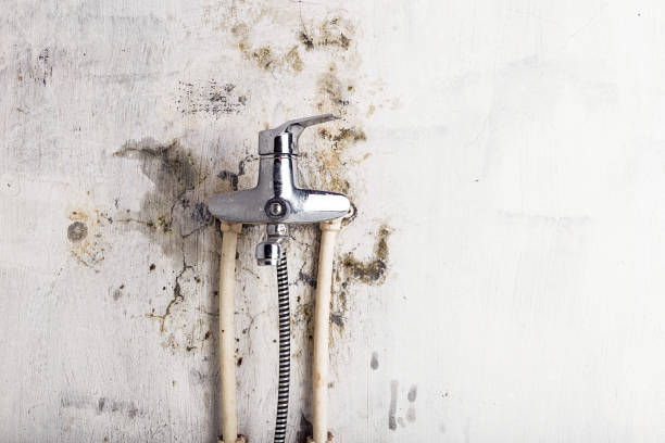 Best Basement Mold Remediation in Henryville, IN