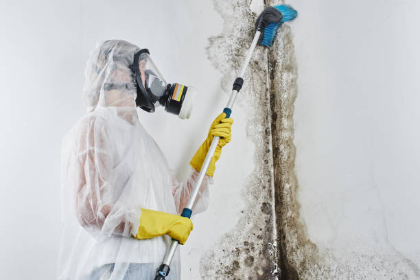 Best Crawl Space Mold Remediation in Henryville, IN